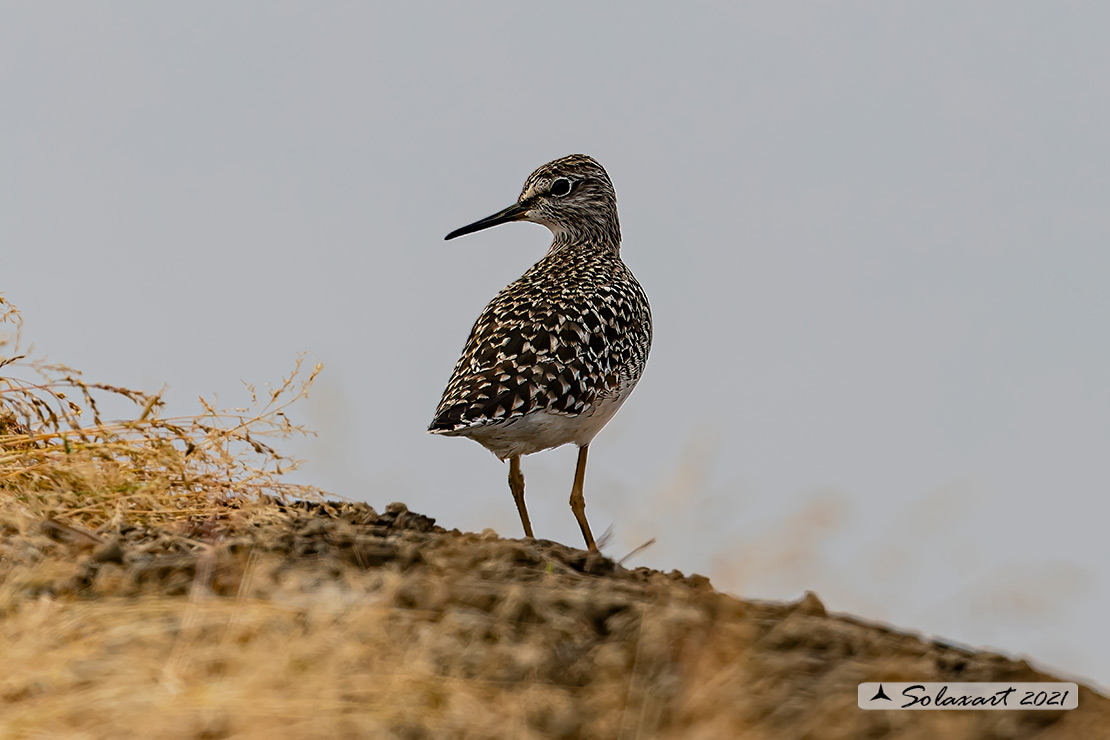 Tringa glareola: Piro-piro boschereccio;  Wood sandpiper