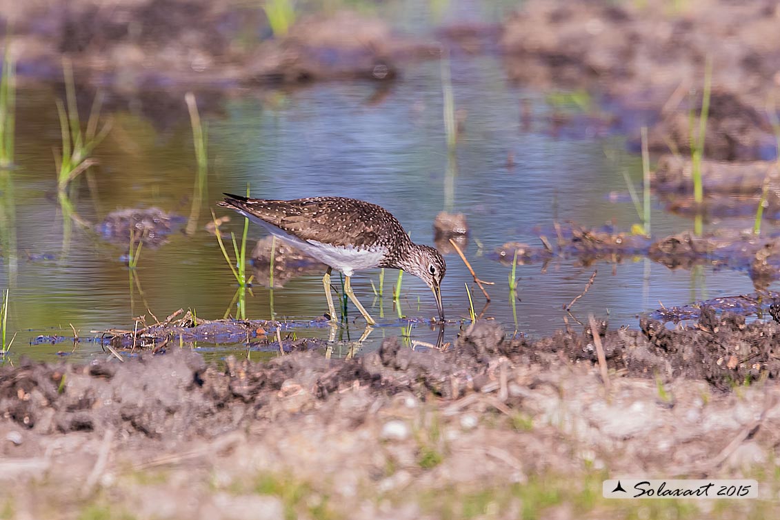 Tringa ochropus : Piro-piro culbianco ;  Green sandpiper