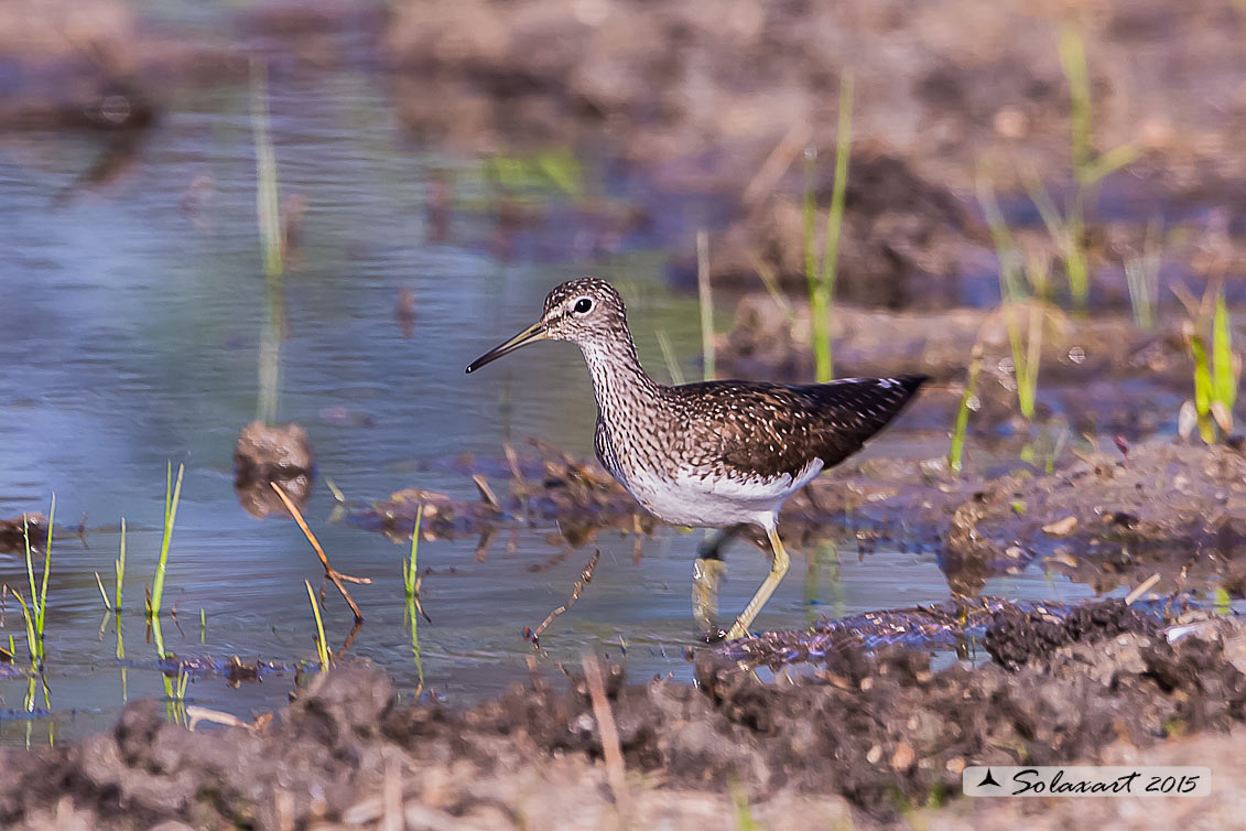 Tringa ochropus : Piro-piro culbianco ;  Green sandpiper