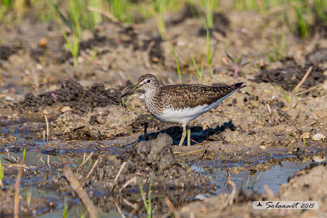 Tringa ochropus : Piro-piro culbianco ;  Green sandpiper