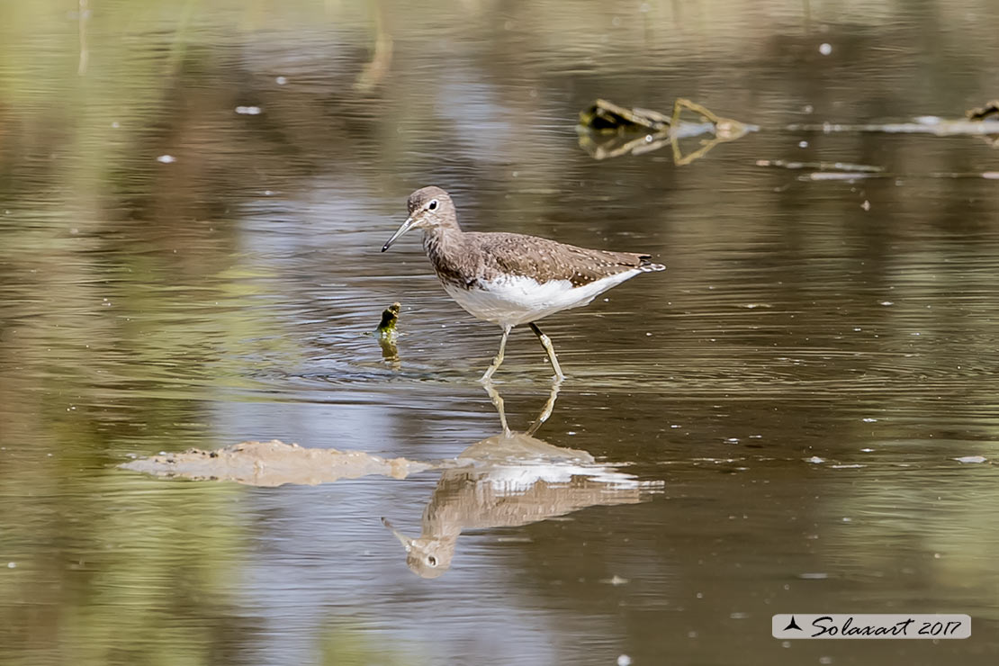 Tringa ochropus : Piro-piro culbianco ;  Green sandpiper