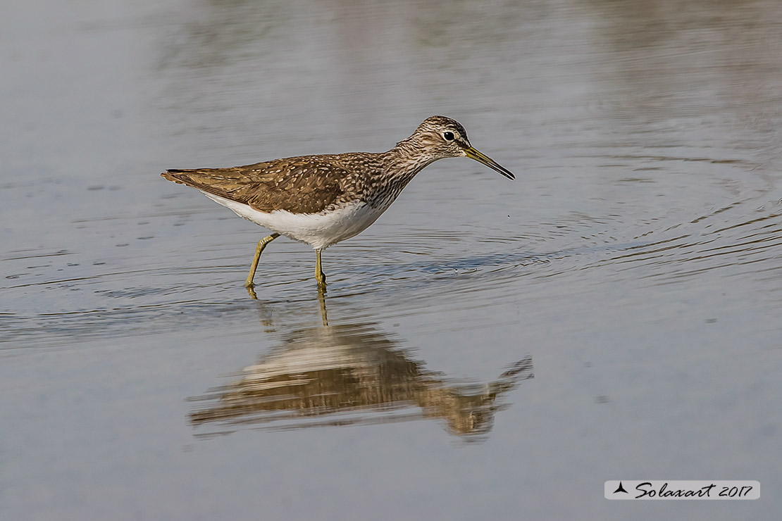 Tringa ochropus : Piro-piro culbianco ;  Green sandpiper