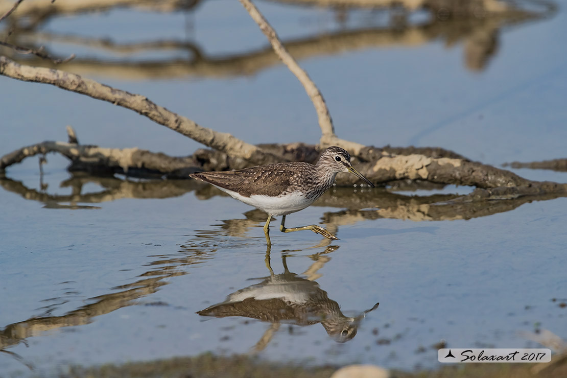 Tringa ochropus : Piro-piro culbianco ;  Green sandpiper