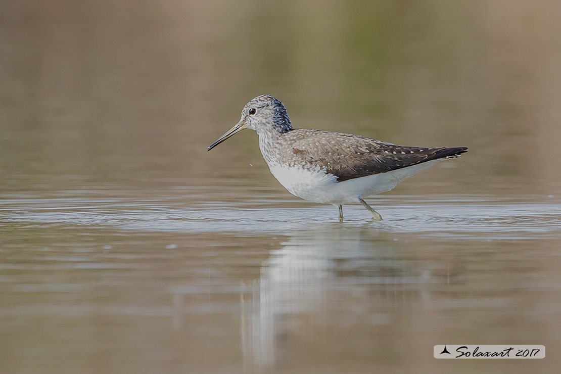 Tringa ochropus : Piro-piro culbianco ;  Green sandpiper