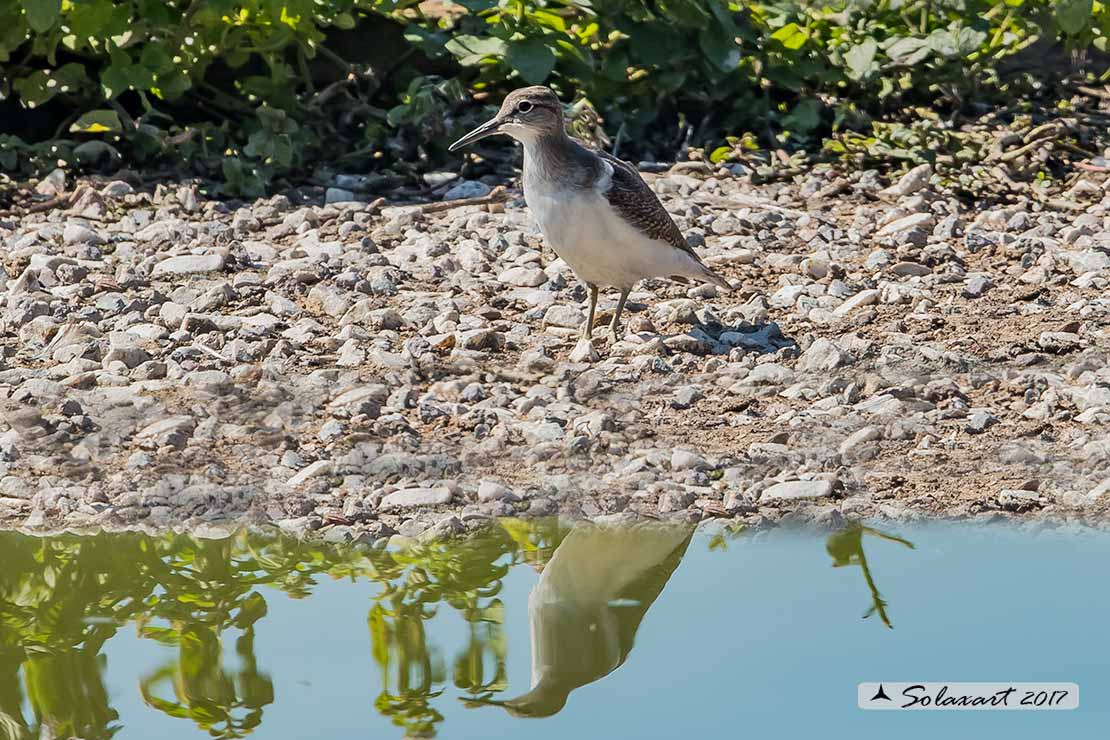 Tringa ochropus : Piro-piro culbianco ;  Green sandpiper