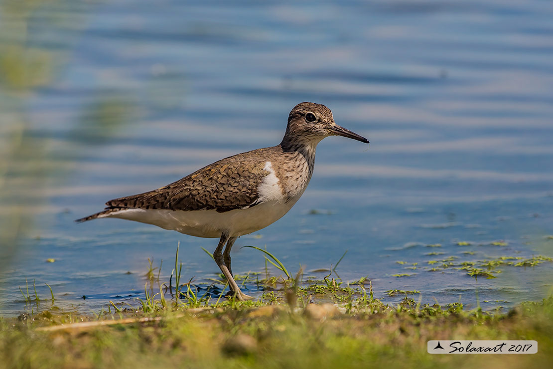 Actitis hypoleucos :    Piro piro piccolo ;  Common sandpiper