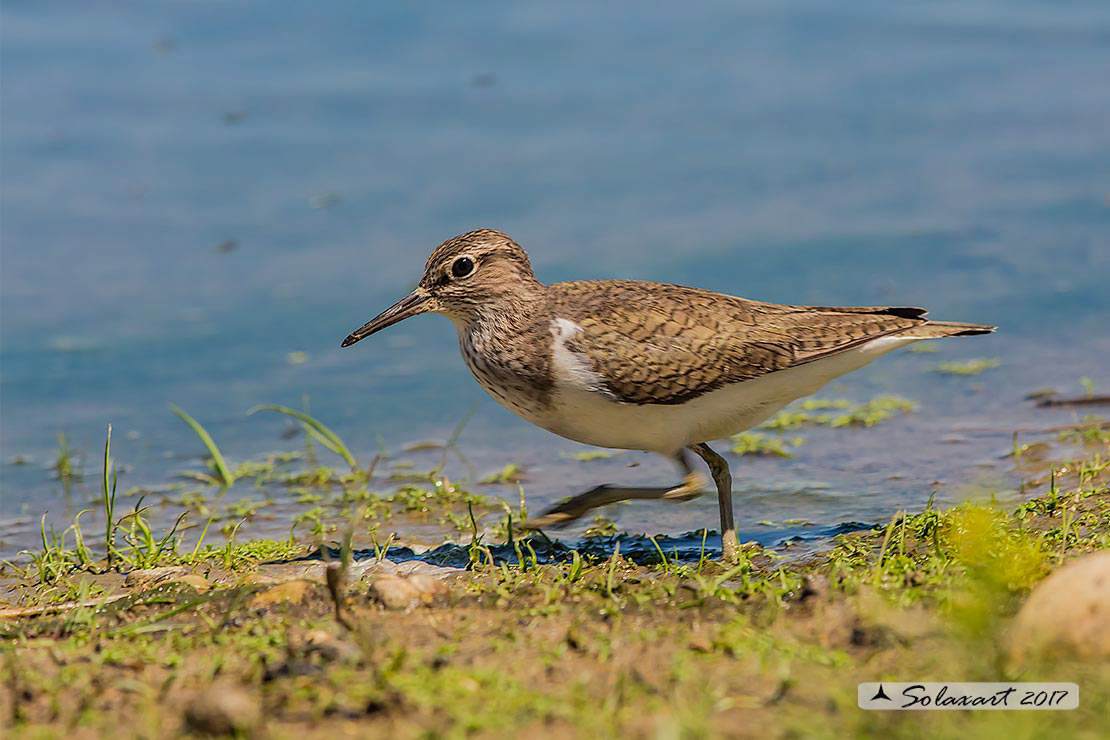 Actitis hypoleucos :    Piro piro piccolo ;  Common sandpiper