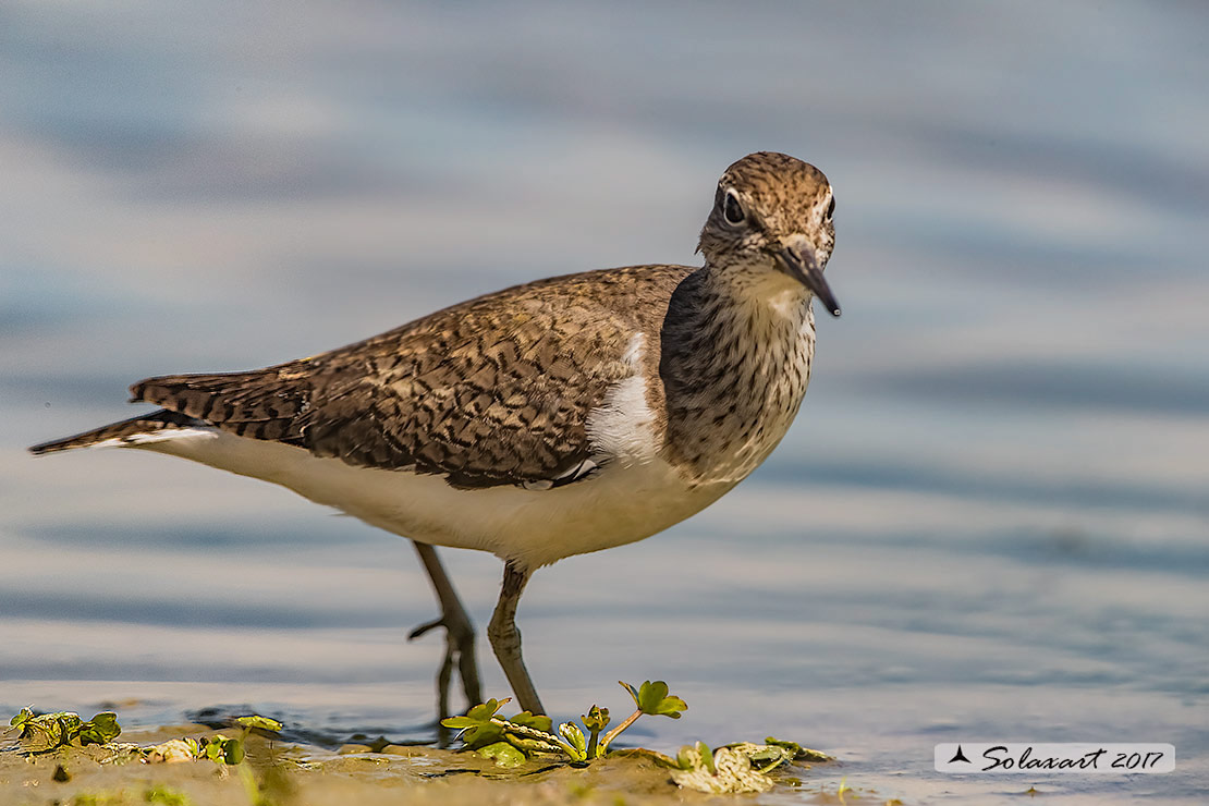 Actitis hypoleucos :    Piro piro piccolo ;  Common sandpiper 