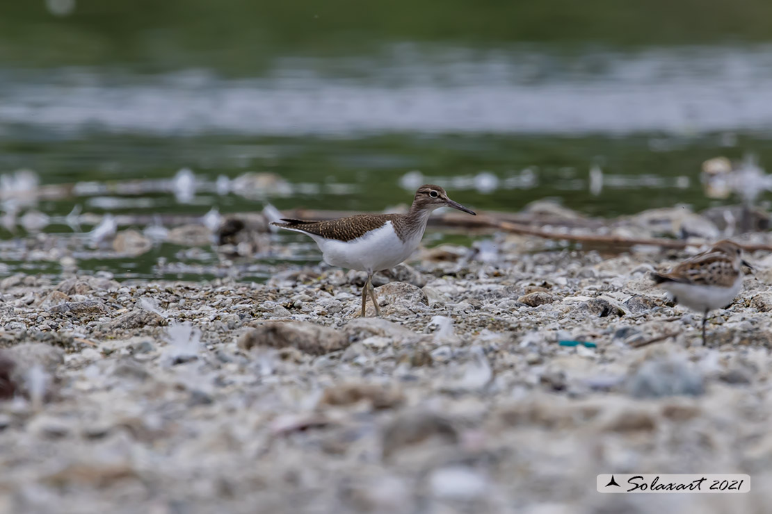 Actitis hypoleucos :    Piro piro piccolo ;  Common sandpiper 