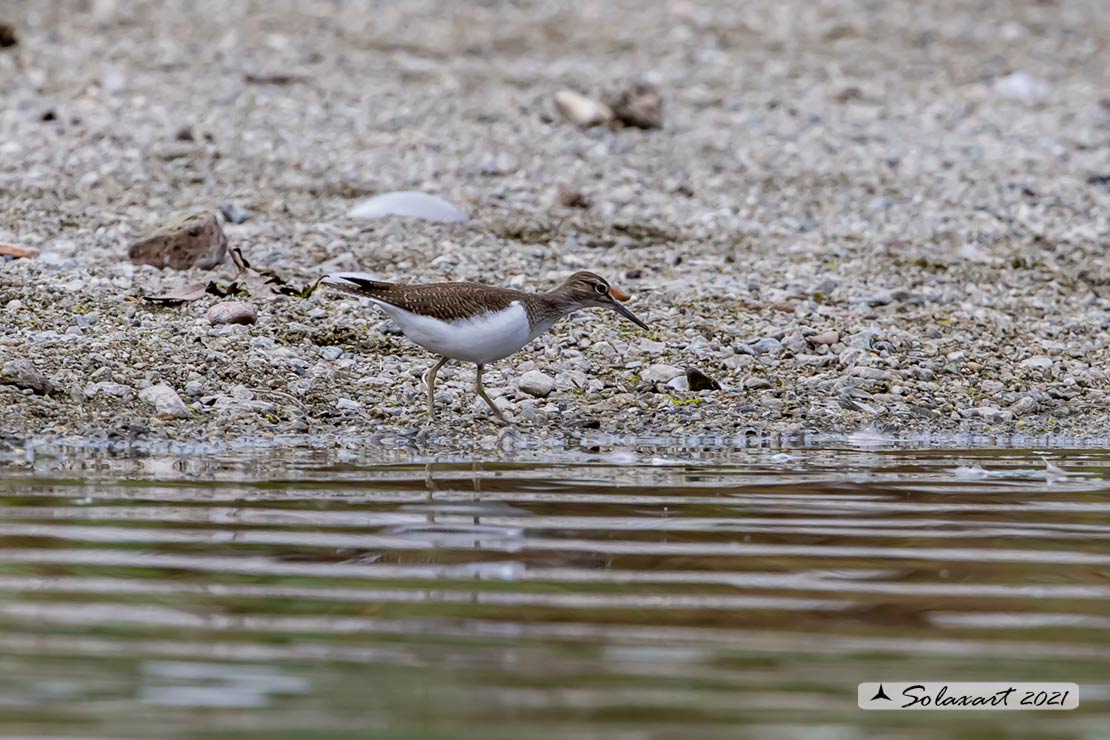 Actitis hypoleucos :    Piro piro piccolo ;  Common sandpiper 