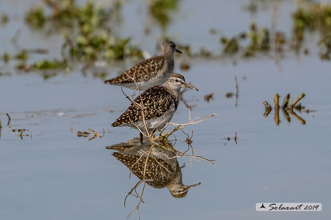 Tringa glareola: Piro-piro boschereccio;  Wood sandpiper