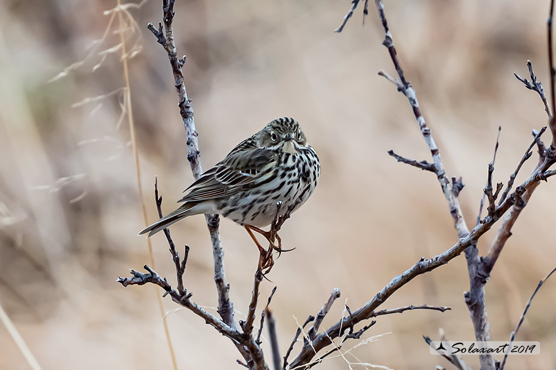 Anthus pratensis; Pispola; Meadow pipit