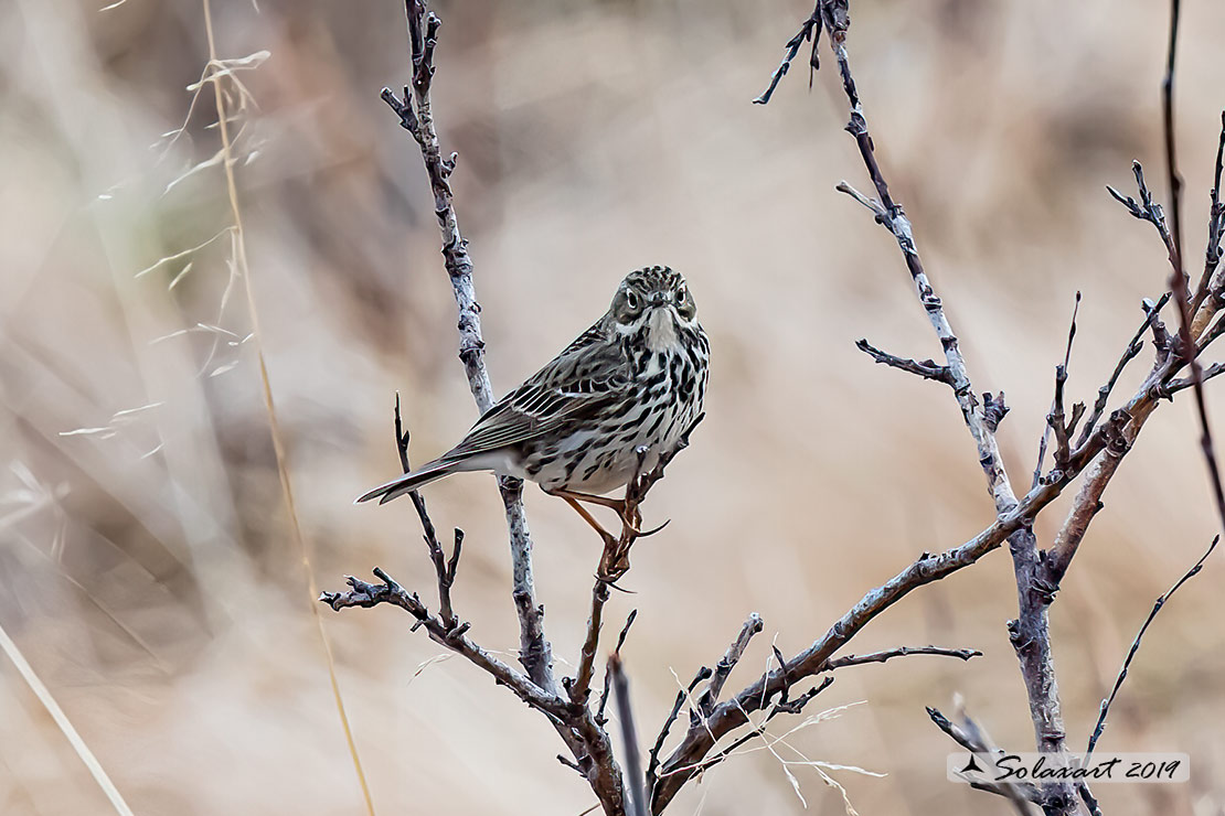 Anthus pratensis; Pispola; Meadow pipit