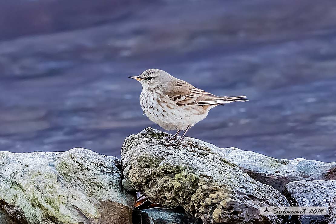 Anthus pratensis; Pispola; Meadow pipit