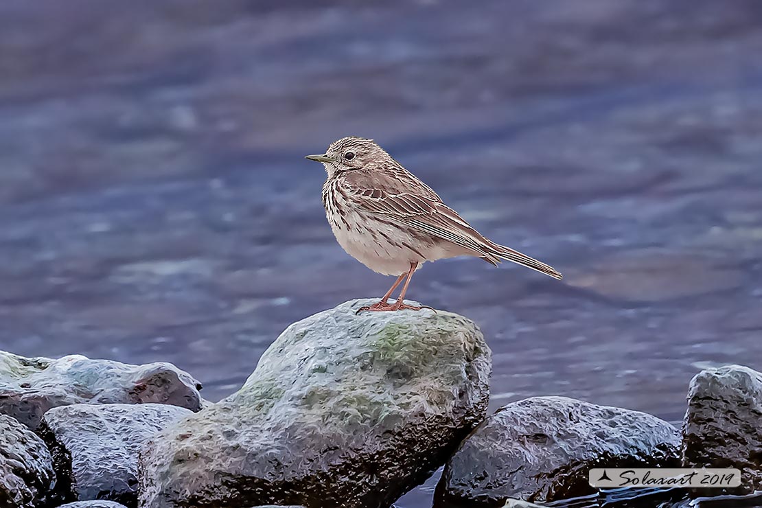 Anthus pratensis; Pispola; Meadow pipit