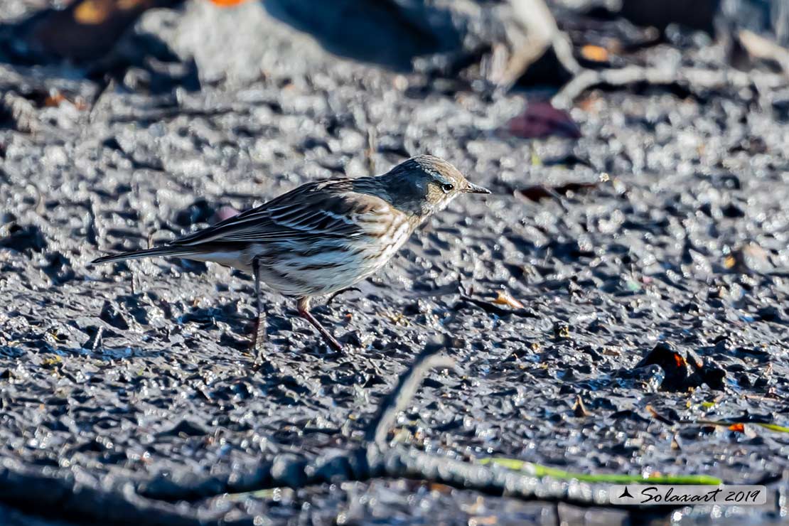 Anthus pratensis; Pispola; Meadow pipit