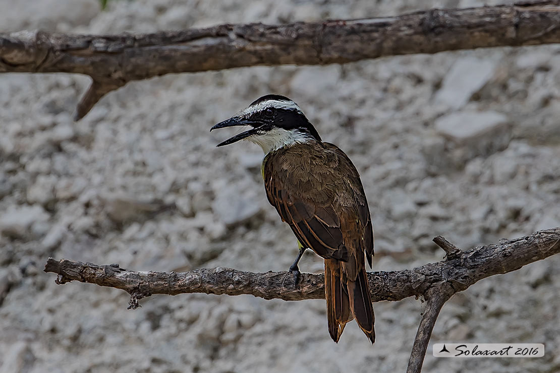 Pitangus sulphuratus:  Kiskadì maggiore;  Great Kiskadee