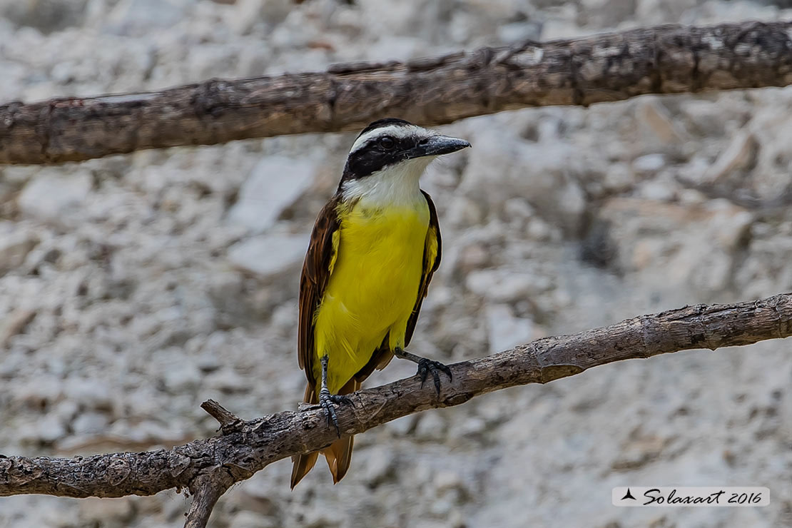 Pitangus sulphuratus:  Kiskadì maggiore;  Great Kiskadee