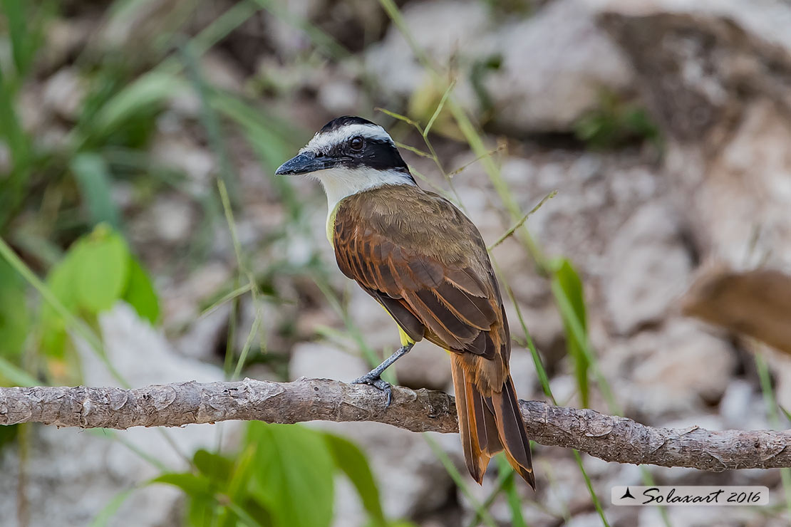 Pitangus sulphuratus:  Kiskadì maggiore;  Great Kiskadee