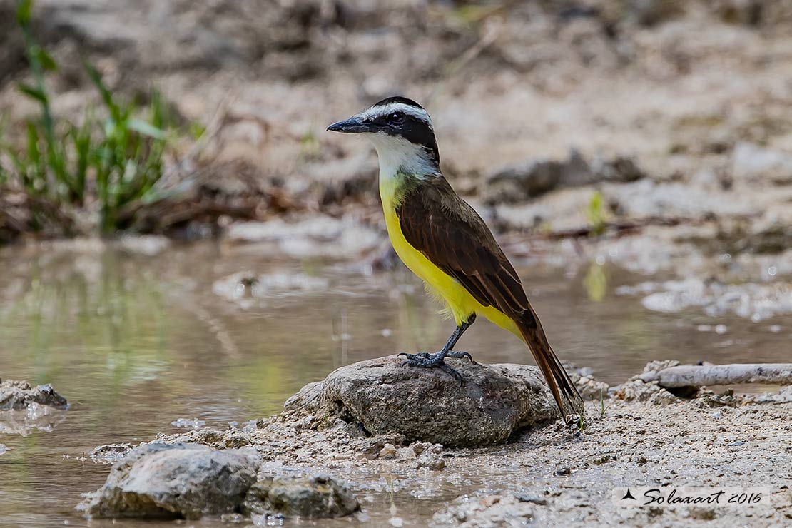 Pitangus sulphuratus:  Kiskadì maggiore;  Great Kiskadee