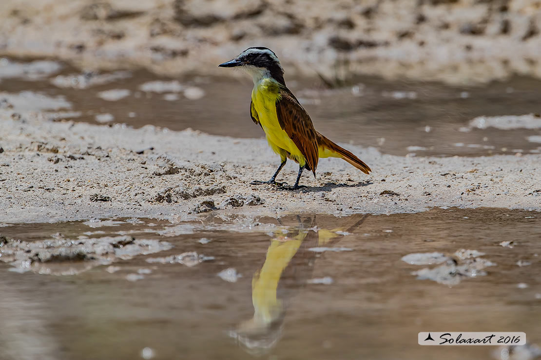 Pitangus sulphuratus:  Kiskadì maggiore;  Great Kiskadee