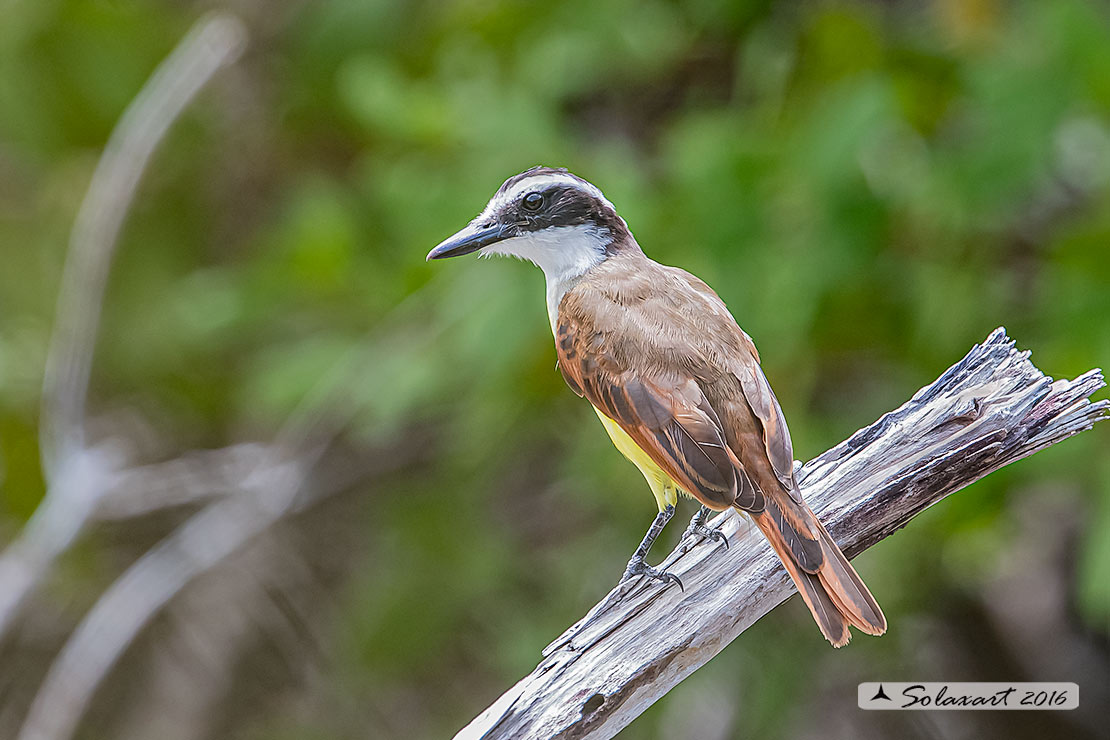 Pitangus sulphuratus:  Kiskadì maggiore;  Great Kiskadee