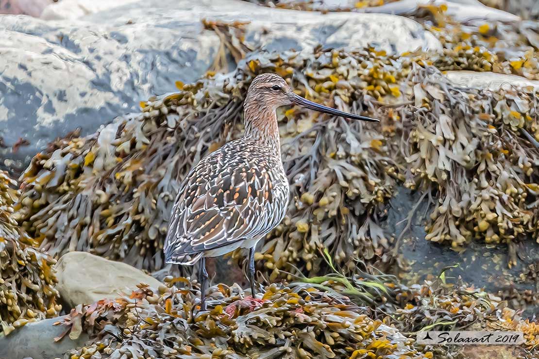 Limosa lapponica: Pittima minore; Bar-tailed Godwit