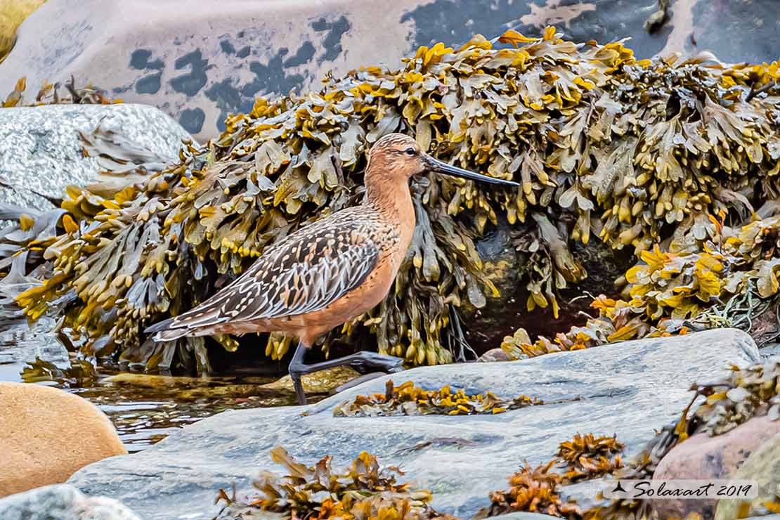 Limosa lapponica: Pittima minore; Bar-tailed Godwit