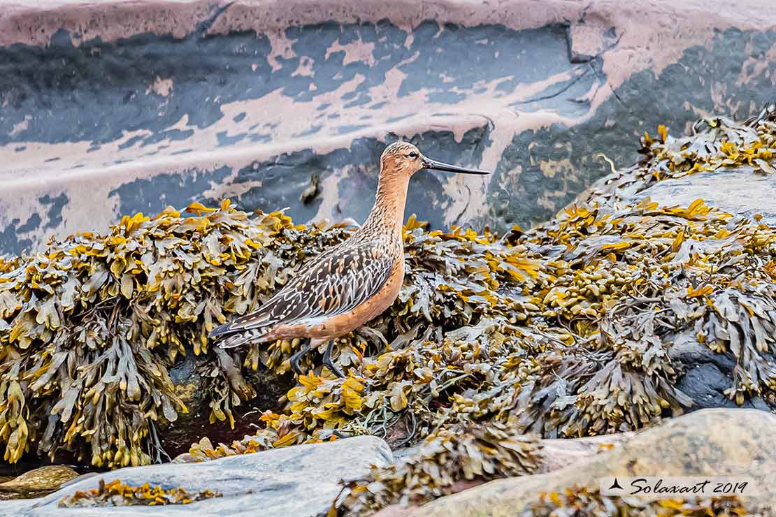 Limosa lapponica: Pittima minore; Bar-tailed Godwit