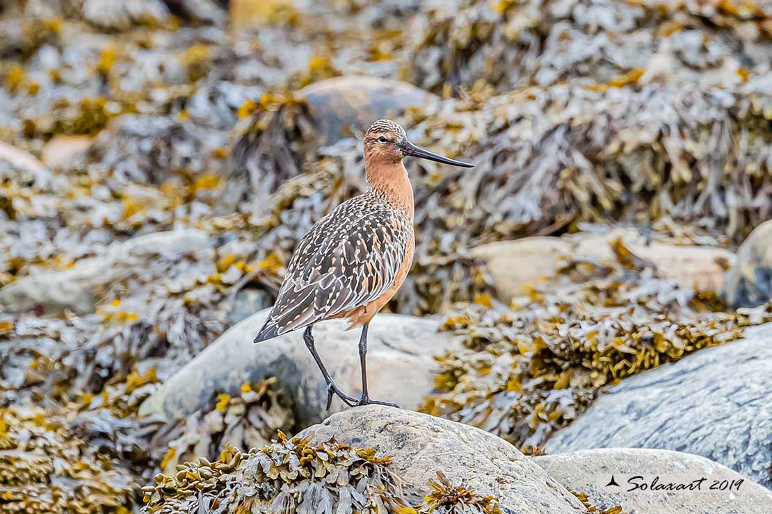 Limosa lapponica: Pittima minore; Bar-tailed Godwit