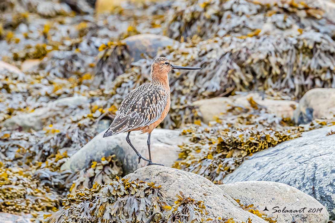 Limosa lapponica: Pittima minore; Bar-tailed Godwit