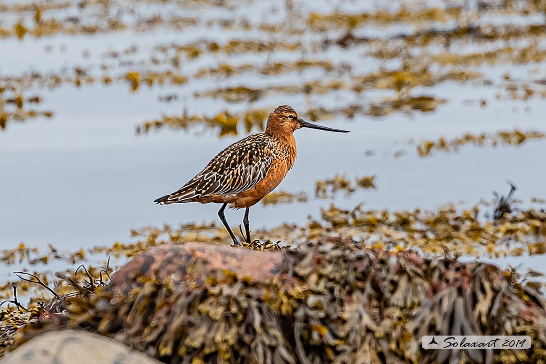 Limosa lapponica: Pittima minore; Bar-tailed Godwit