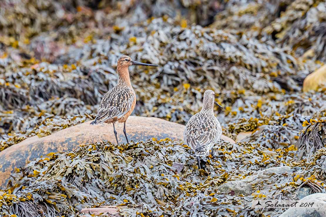 Limosa lapponica: Pittima minore; Bar-tailed Godwit