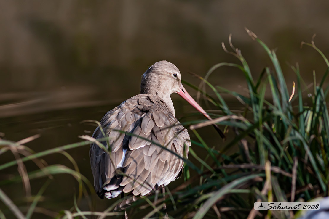 Limosa limosa: Pittima reale; Black-tailed godwit