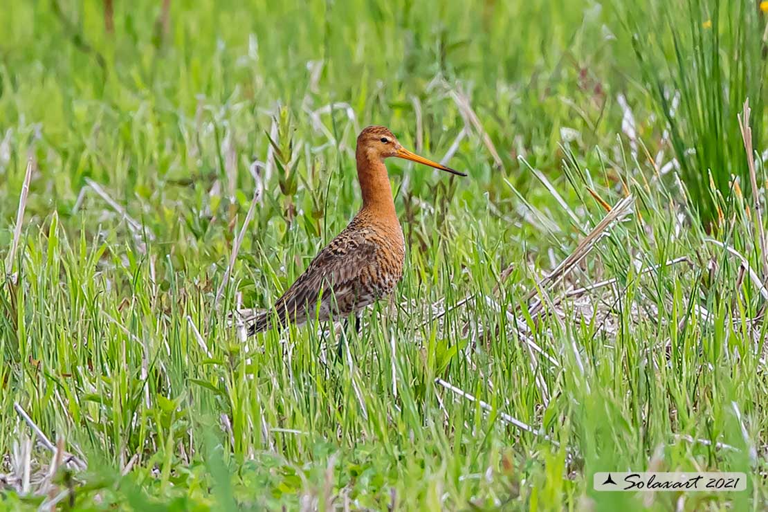 Limosa limosa: Pittima reale; Black-tailed godwit