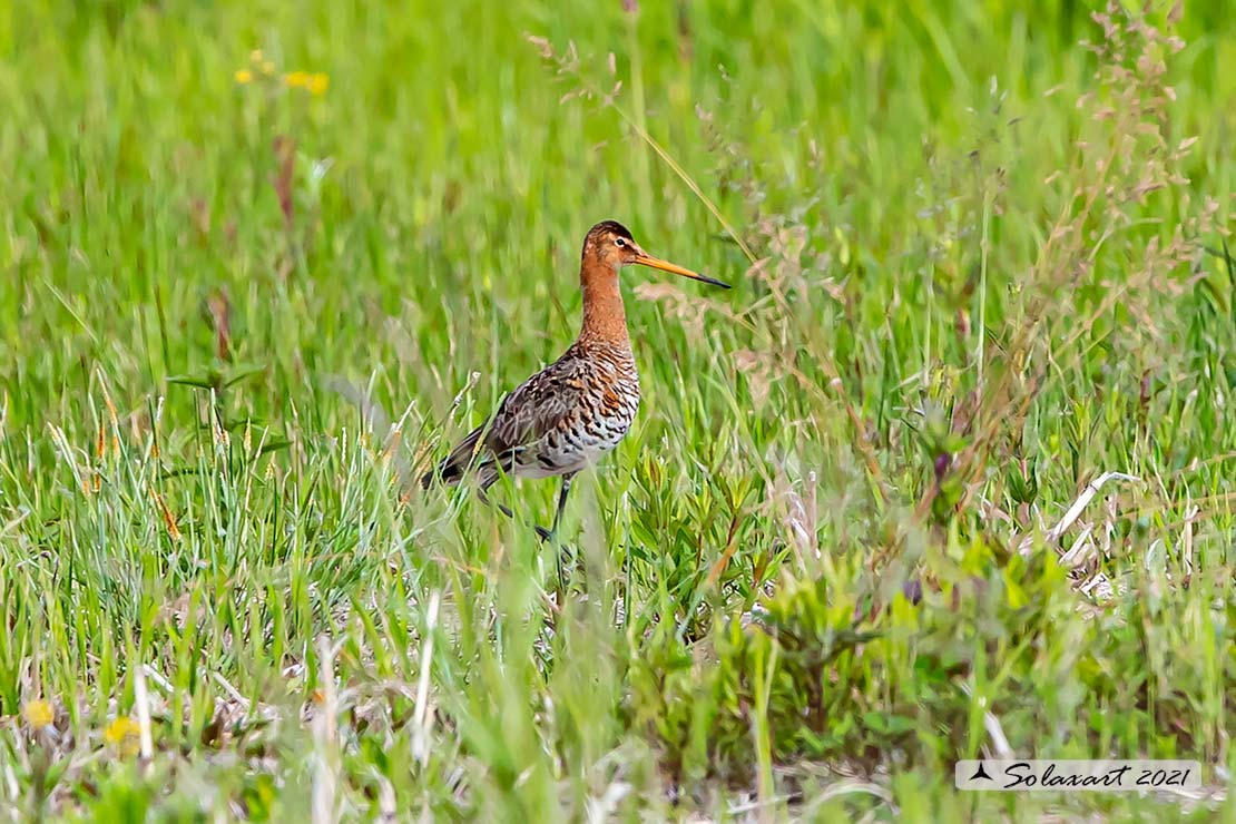 Limosa limosa: Pittima reale; Black-tailed godwit