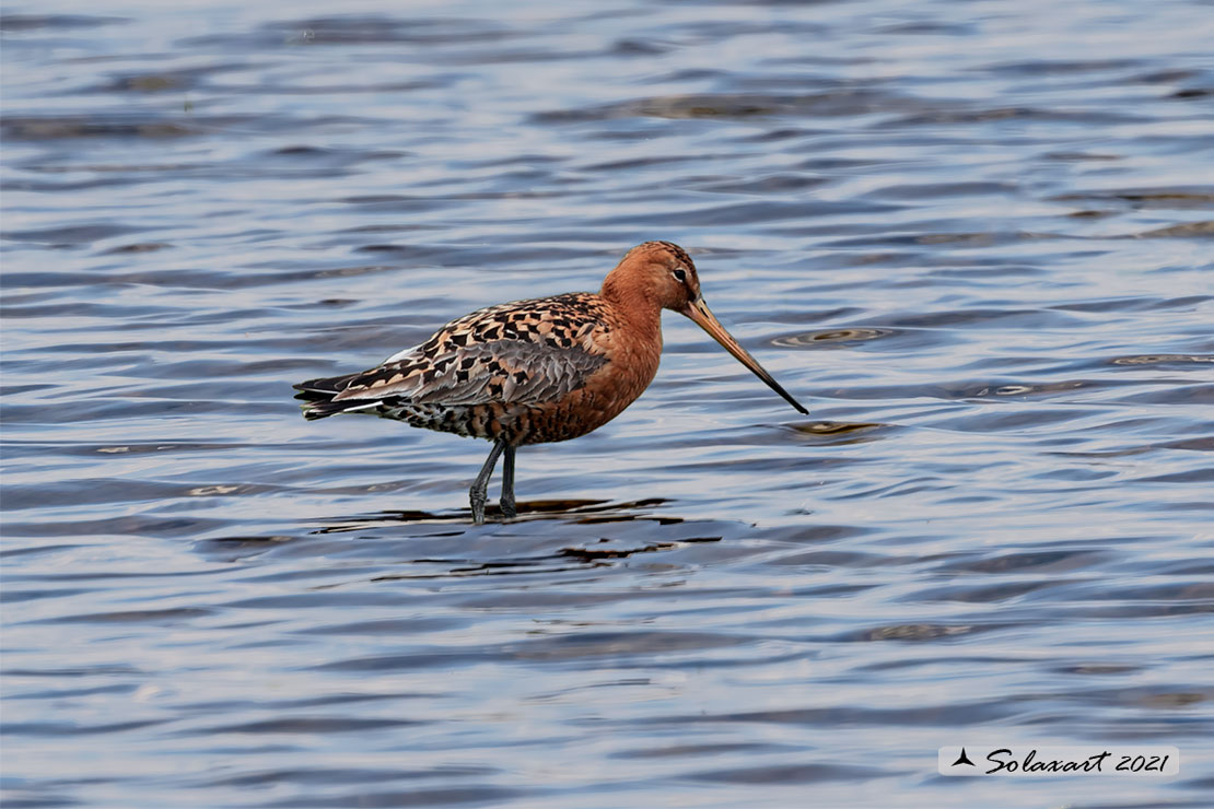 Limosa limosa: Pittima reale; Black-tailed godwit