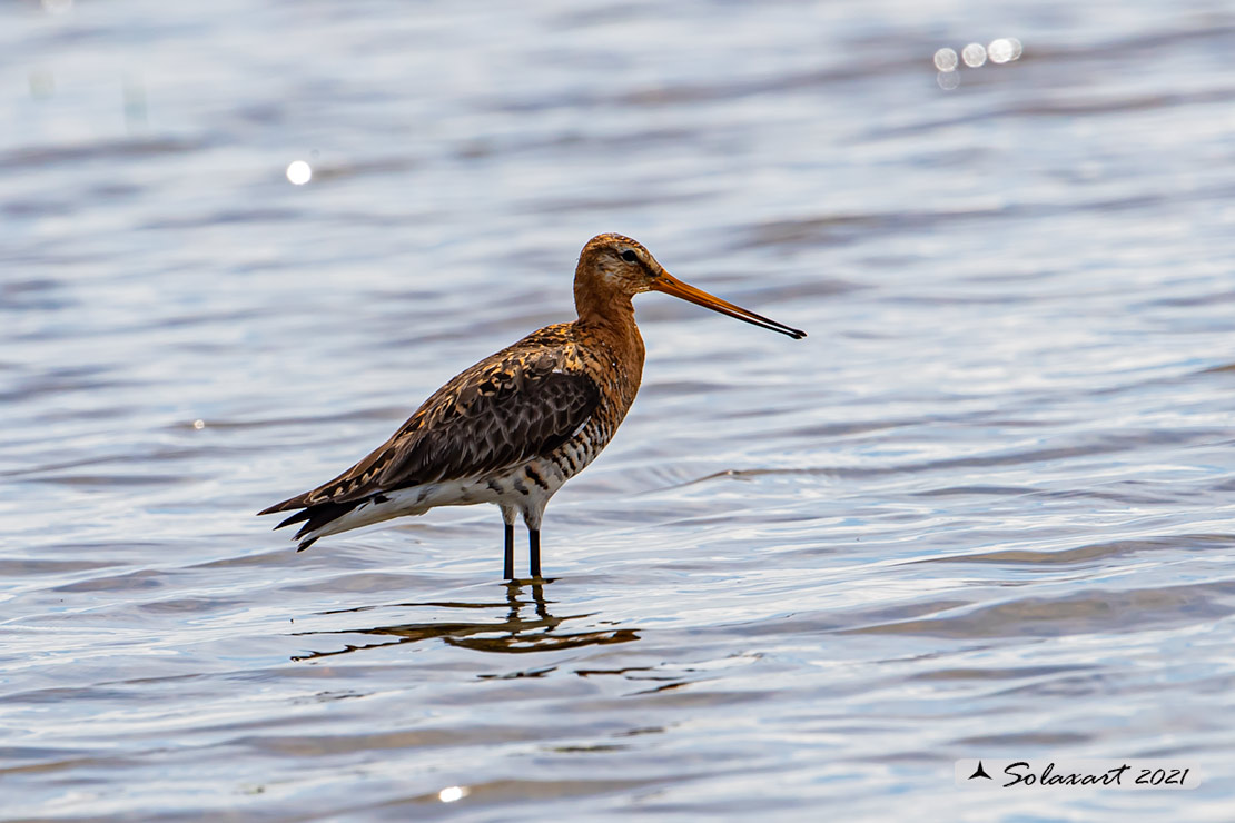 Limosa limosa: Pittima reale; Black-tailed godwit