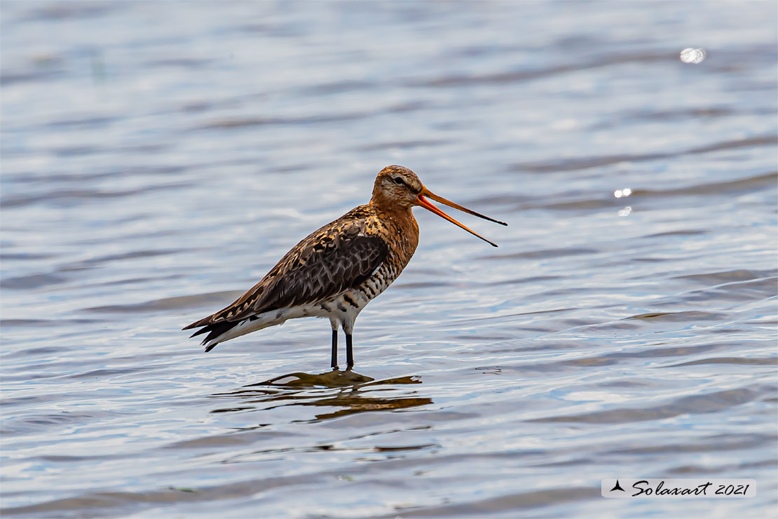 Limosa limosa: Pittima reale; Black-tailed godwit