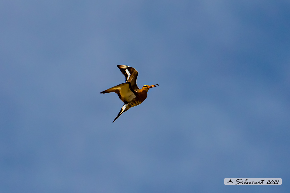 Limosa limosa: Pittima reale; Black-tailed godwit