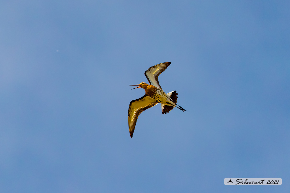 Limosa limosa: Pittima reale; Black-tailed godwit