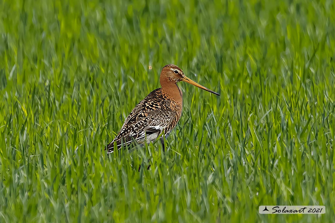 Limosa limosa: Pittima reale; Black-tailed godwit