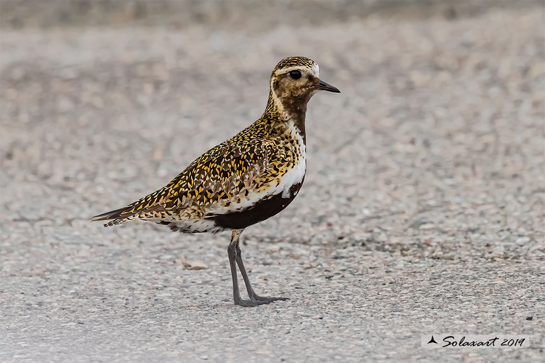 Pluvialis apricaria: Piviere dorato; European golden plover