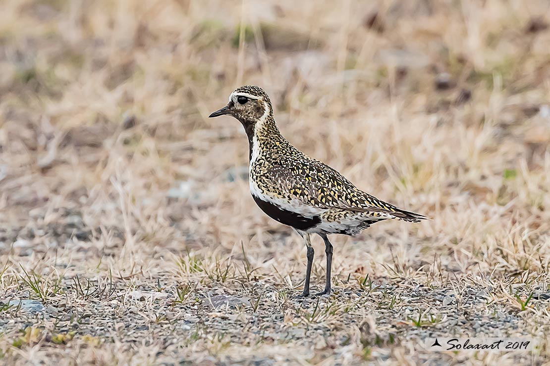 Pluvialis apricaria: Piviere dorato; European golden plover