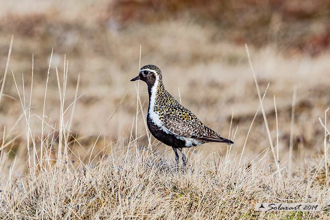 Pluvialis apricaria: Piviere dorato; European golden plover