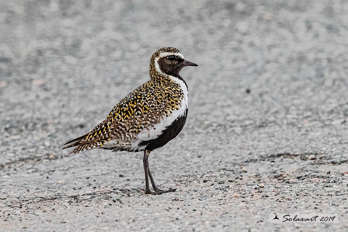 Pluvialis apricaria: Piviere dorato; European golden plover