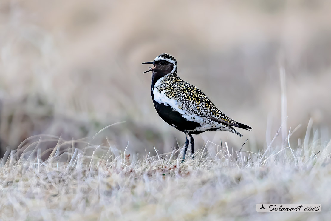Pluvialis apricaria: Piviere dorato; European golden plover