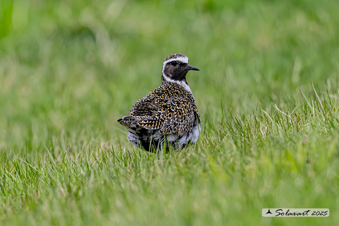 Pluvialis apricaria: Piviere dorato; European golden plover