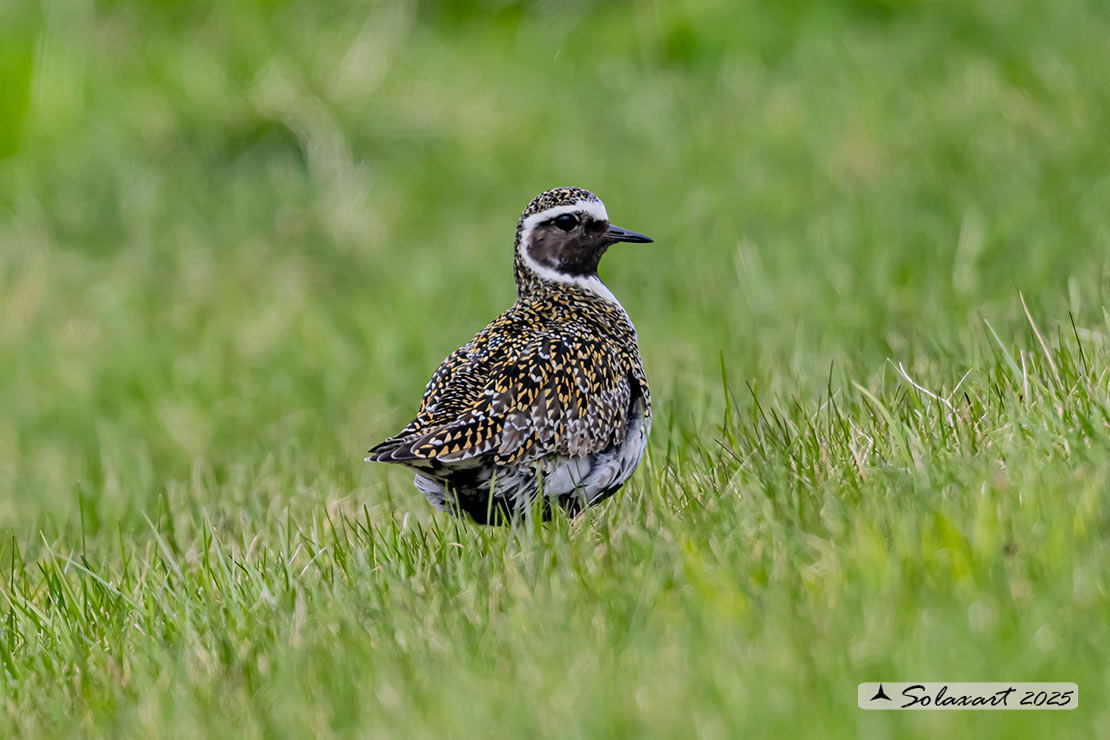 Pluvialis apricaria: Piviere dorato; European golden plover