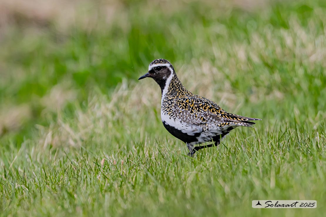 Pluvialis apricaria: Piviere dorato; European golden plover